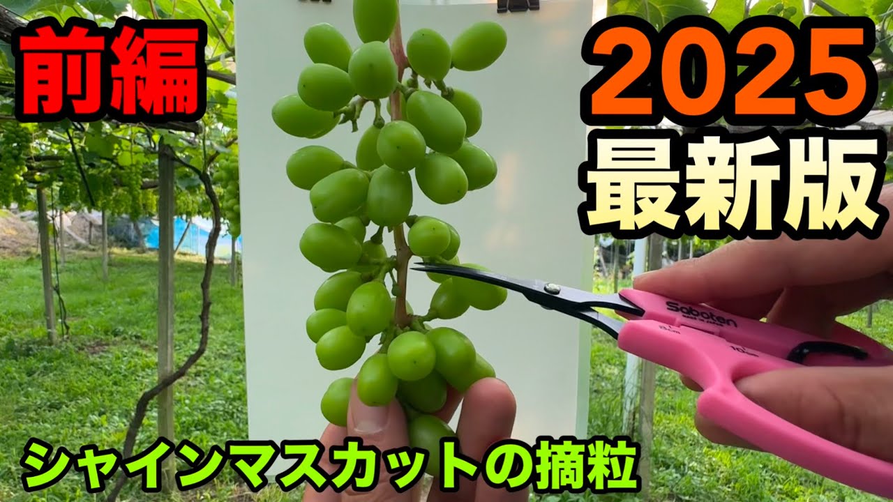 シャインマスカットの摘粒2025最新版(前編)〜抜き過ぎ？もっと抜く？基本的な考え方〜2025-06-20
