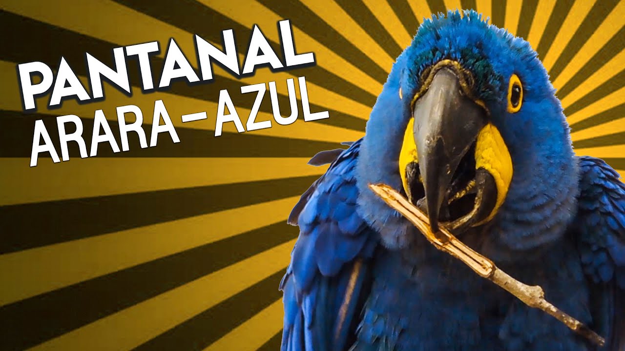 PANTANAL | CONHECI O PROJETO ARARA-AZUL | Rock in Bio #35