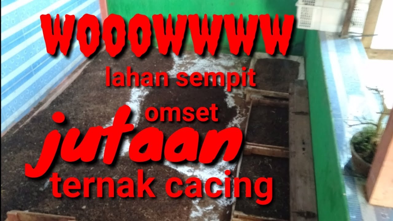 Tips dari peternak cacing kawakan biar berhasil dan sukses