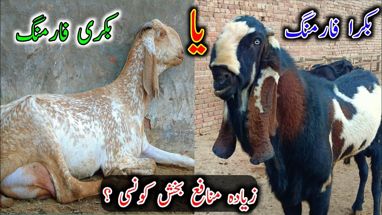 Which Type Of Farming Is More Profitable? || Goat Farming Buisness