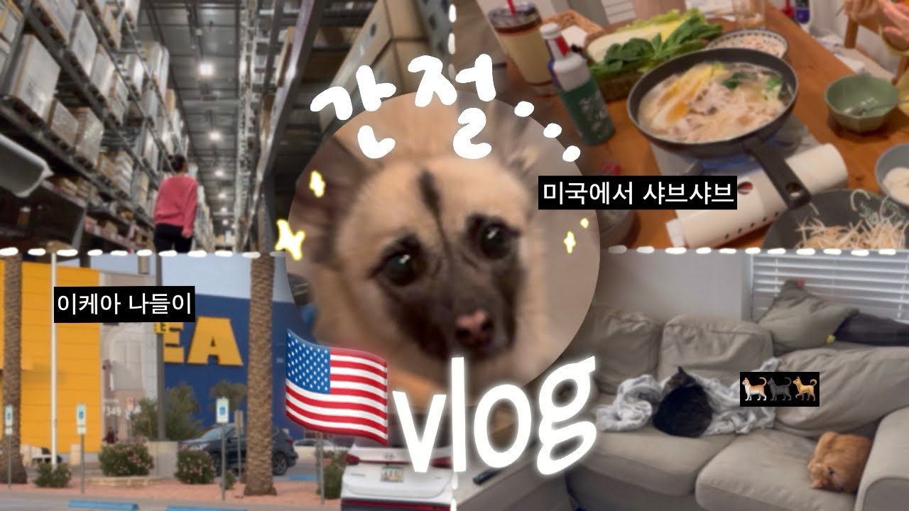 🇺🇸vlog]미국 이민 1년차.. 초콜릿 먹으면서 솔직히 털어보는 초보 유튜버의 속마음(feat. 샤브샤브가 간절한 강아지)이케아 쇼핑, 12살 고양이 두마리와 진도믹스 삼남매