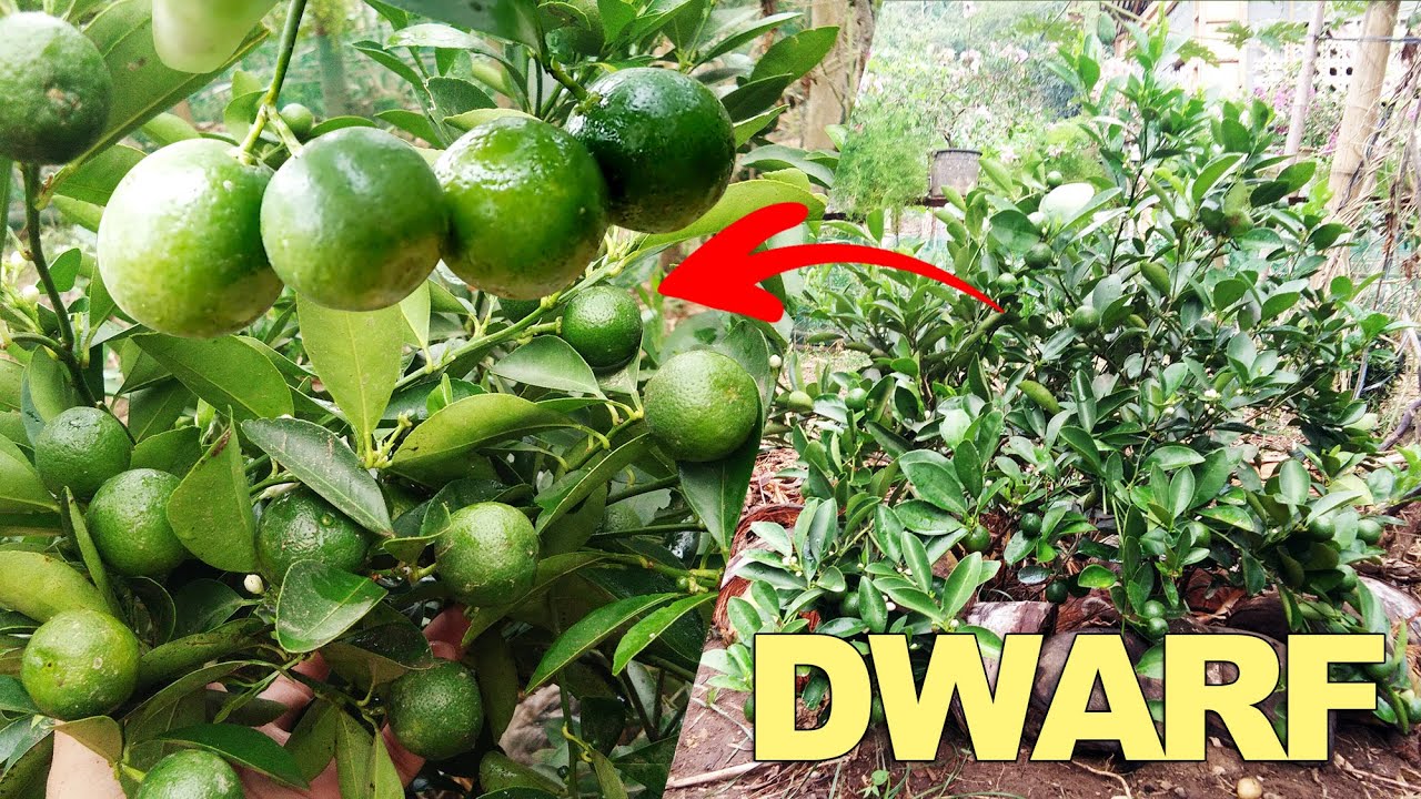 HOW TO MAKE IT DWARF: Calamansi