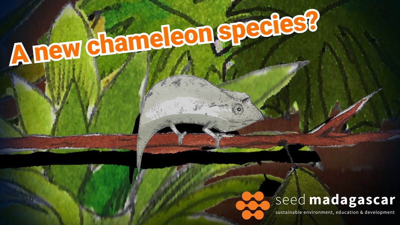 A New Species of Chameleon in Madagascar?