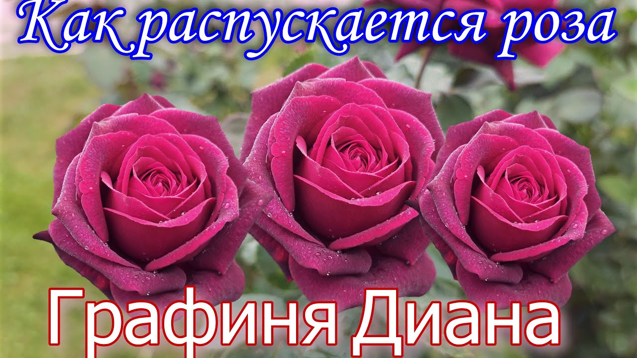 Как распускается роза Графиня Диана (Чайно гибридная) Timelapse Rose 4К.Gr&auml;fin Diana (Kordes 2012)