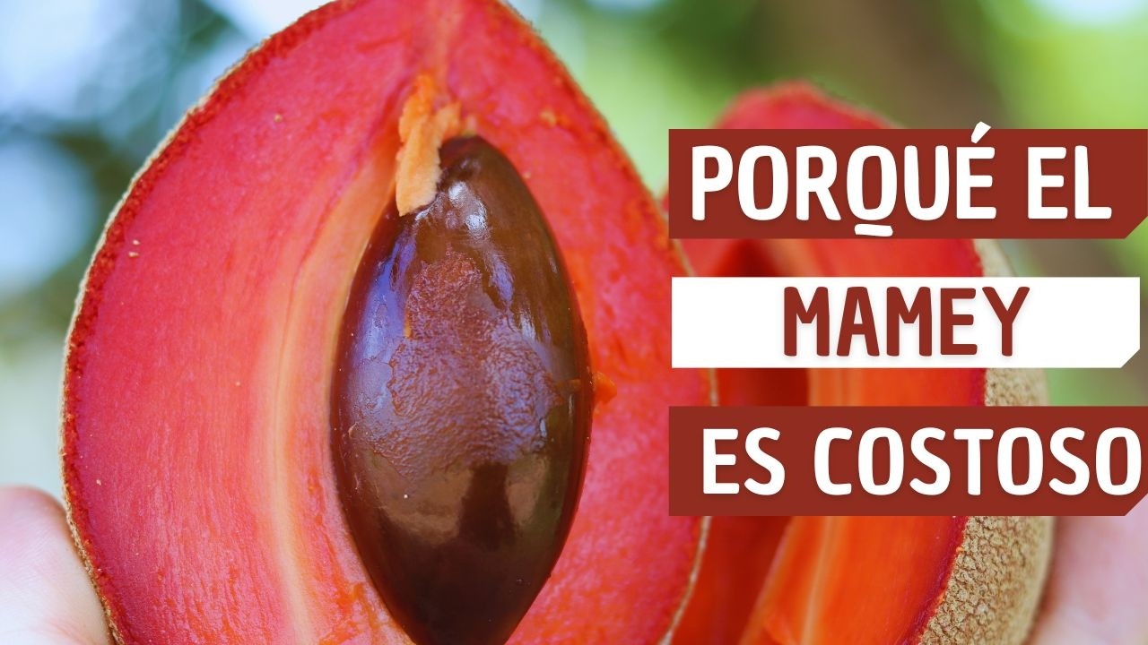 Las 3 principales razones por las que un buen mamey puede tener un precio alto