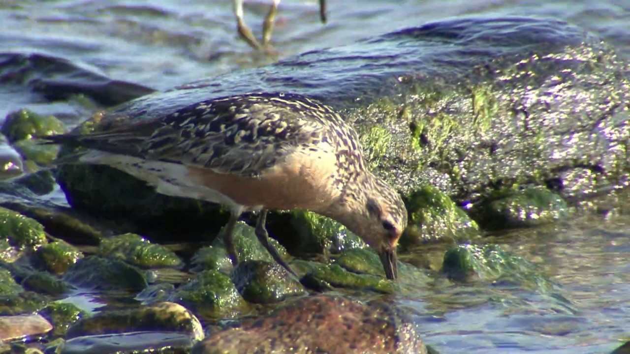KUSTSN&Auml;PPA  Red Knot  (Calidris canutus)  Klipp - 2745