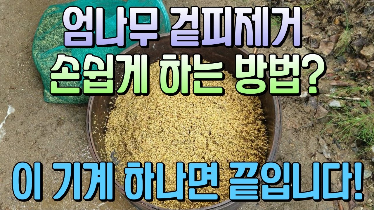 엄나무 종자 겉피 제거 손쉽게 하는 방법? 이 기계하나면 끝입니다.