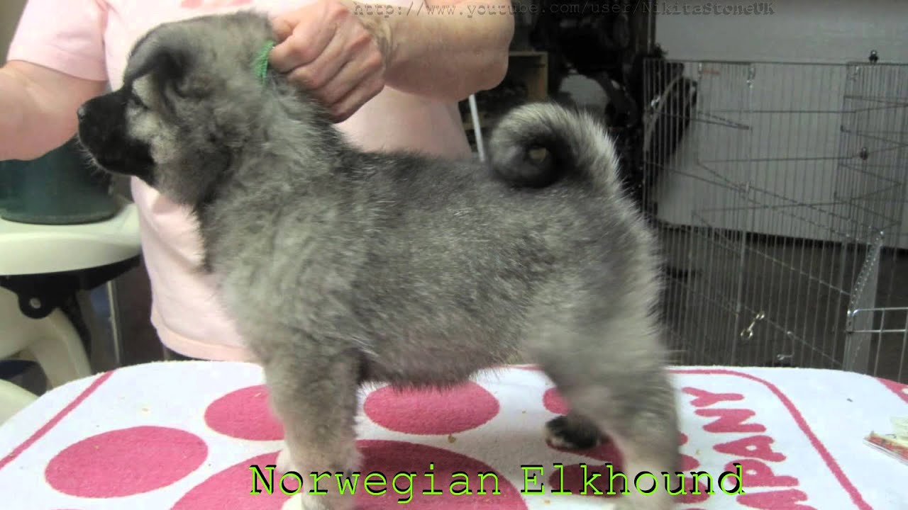 Odorless dog breeds