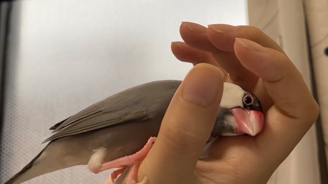 雷が鳴ってる時の文鳥の反応  あずき　Java sparrow