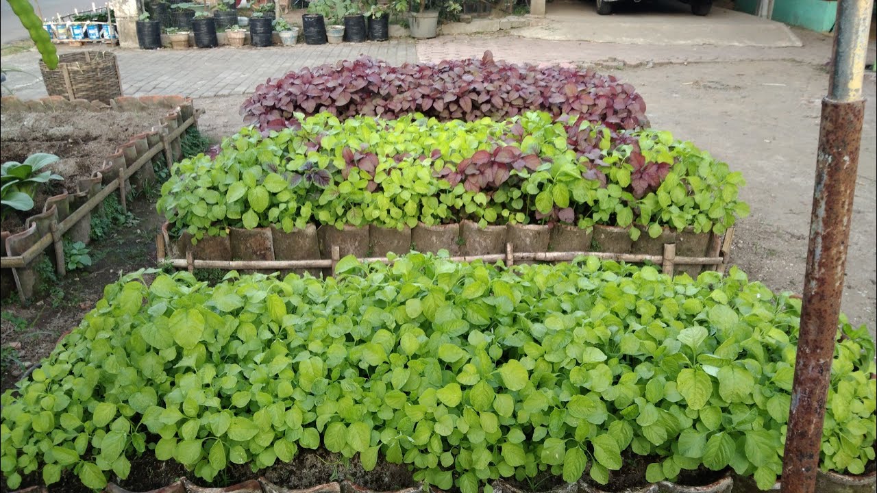 cara menanam bayam dari semai sampai panen || how to plant spinach from semai to harvest