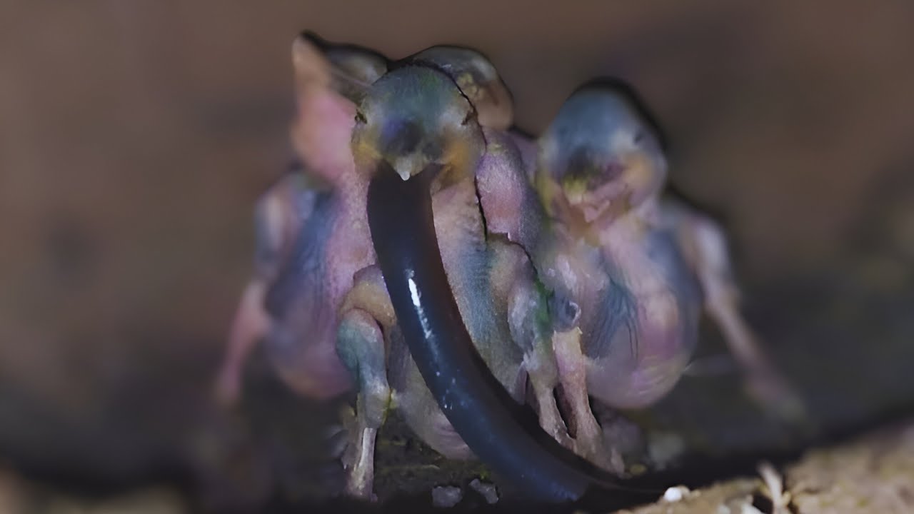TOP OF THE MOST EXTREME BABY BIRD MOMENTS IN THE WORLD - kingfisher