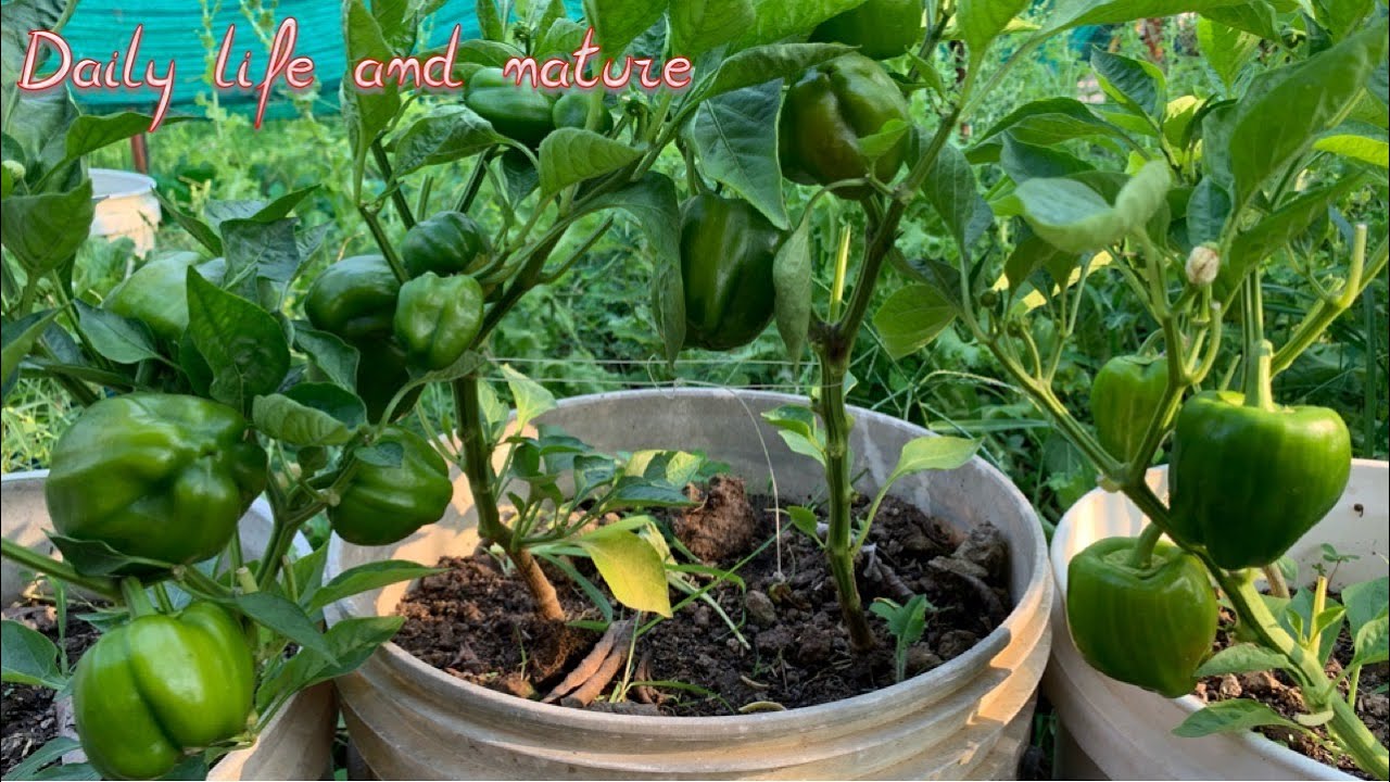 Bell Pepper Growing || How To Grow Bell Pepper Plant || Bell Pepper Planting in Pot
