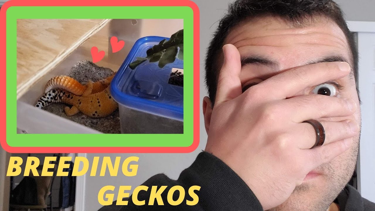 Leopard Gecko Breeding Setup: How I Breed My Leopard Geckos!