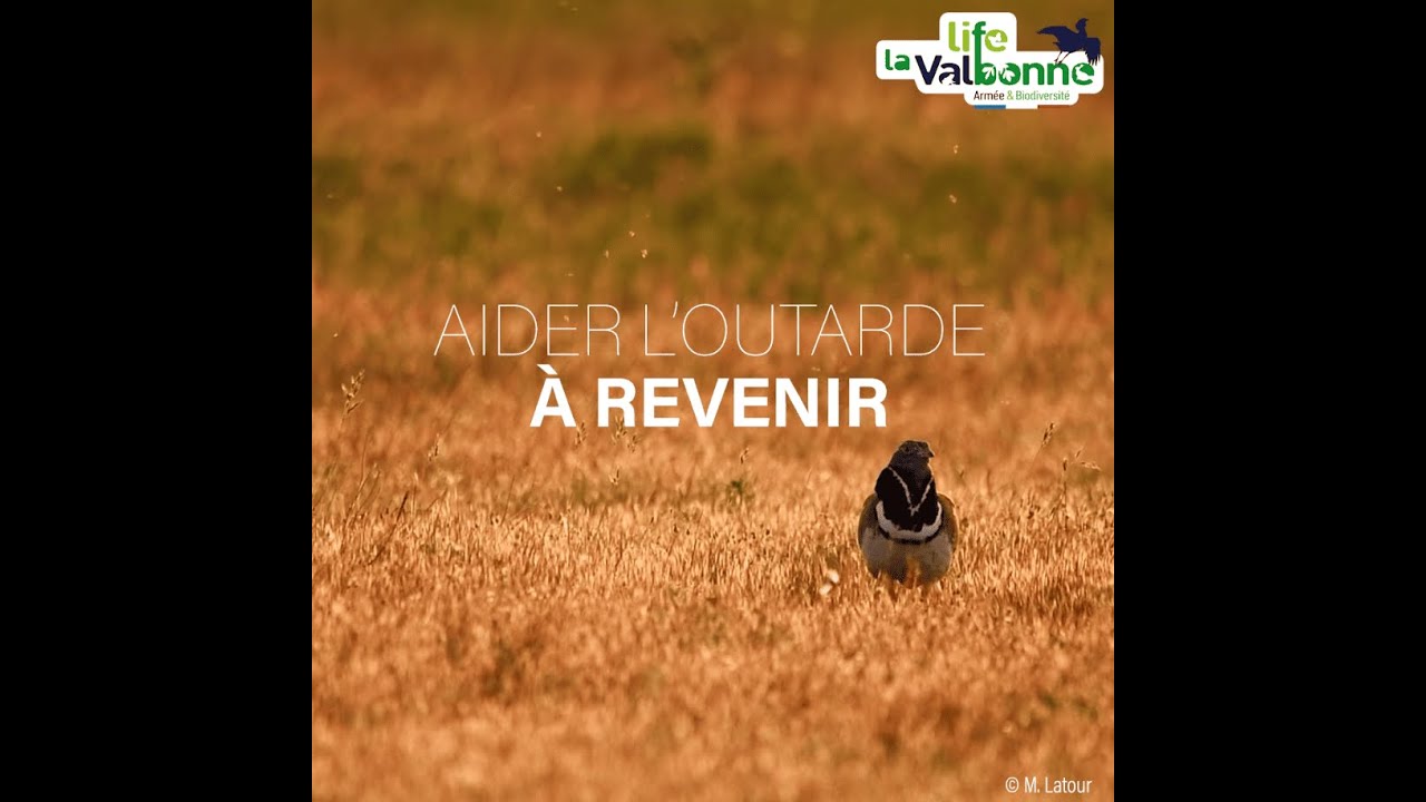 Aider l'Outarde canepetière à revenir