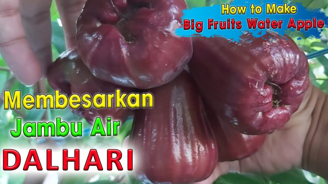 Membesarkan Buah Jambu Air Dalhari II How to Make Big Fruits Water Apple