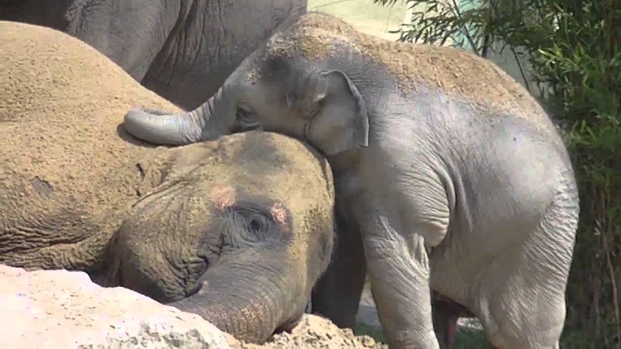 Cute Baby Elephant Ludwig cuddling with his mother Temi - Baby Elefant schmust mit Mama Temi