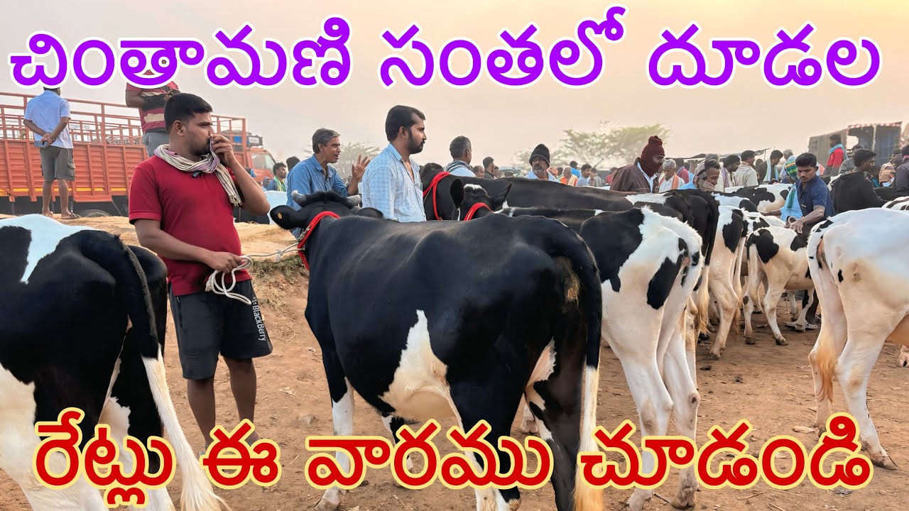 చింతామణి సంతలో ఈ వారము దూడల రేట్లు చూడండి hf calf prices in chintamani cow market 