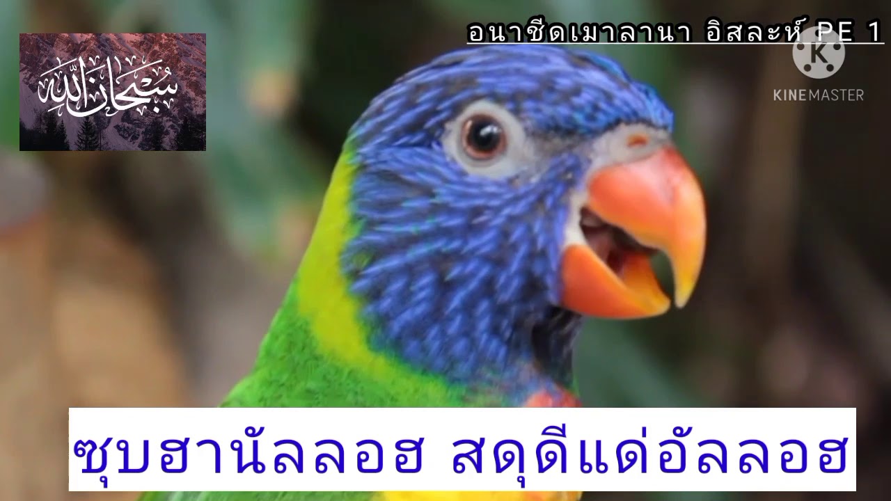 อนาชีด ซุบฮานัลลอฮ์