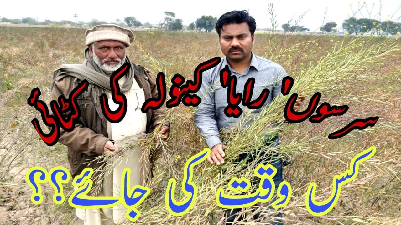 When to harvest mustard crop |Canola harvesting time and method |Post harvest care of raya crop