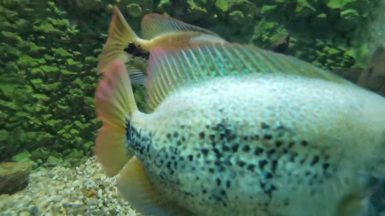 Acvariu Constanța 🐟🐠🐡🦈🐙