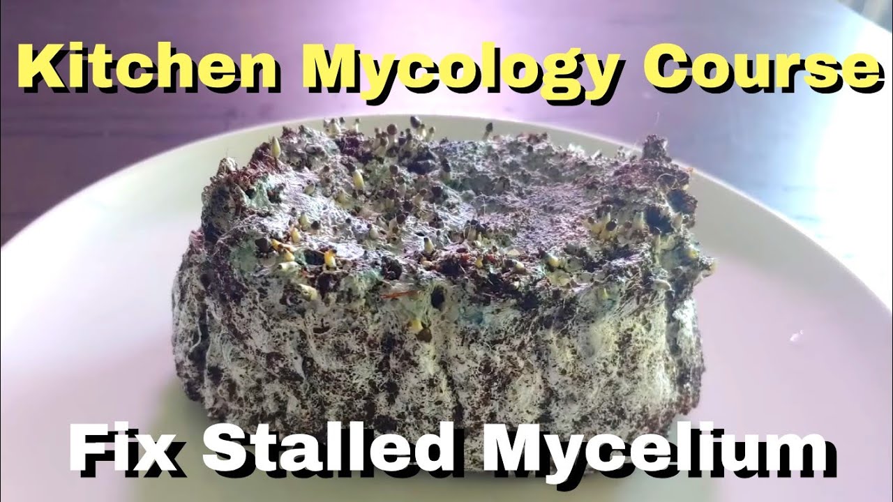 Fix Stalled Mushroom Mycelium (Not Pinning)