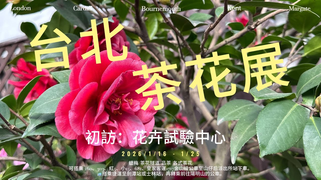 ⸜♡⸝ 台灣｜𝟐𝟎𝟐𝟔 台北茶花展｜(打開字幕cc)｜賞花｜陽明山｜蠟梅｜2026/01/18