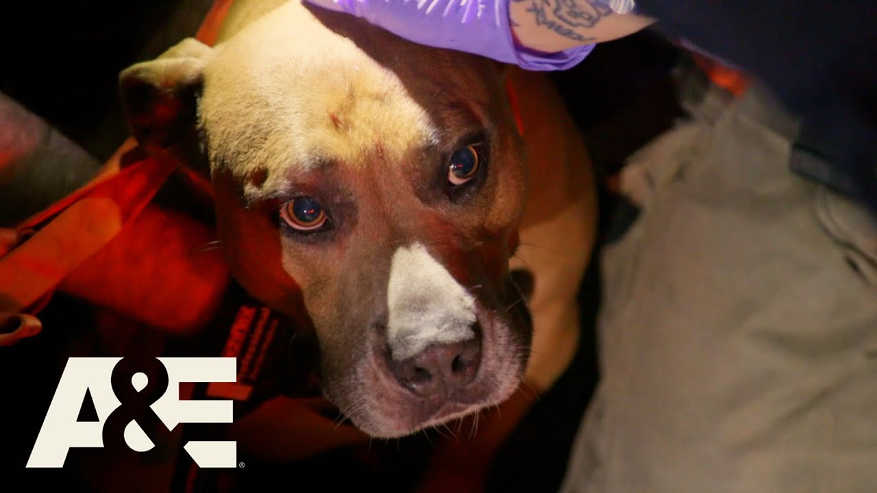 Top 4 Animal Rescues | Nightwatch | A&E