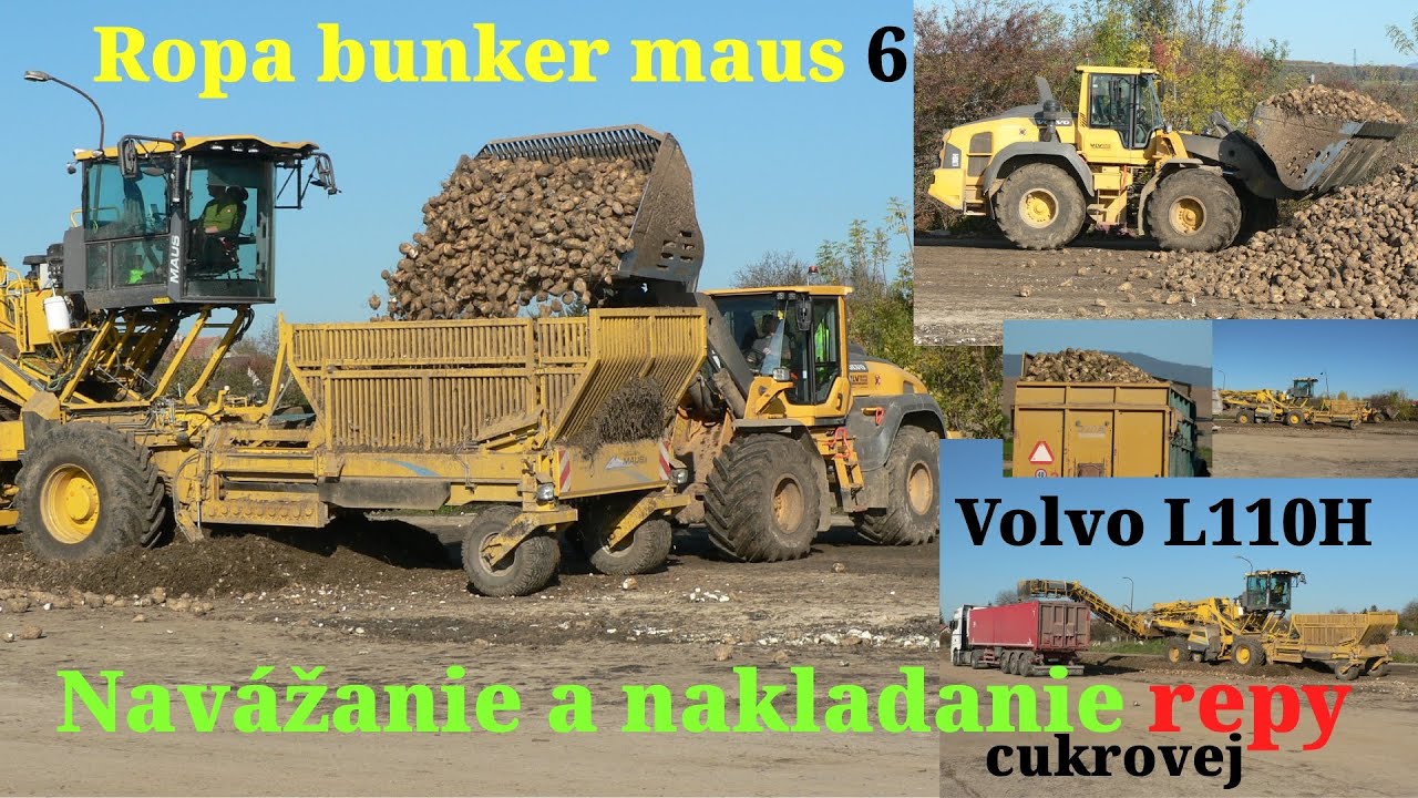 Navážanie a Nakladanie cukrovej repy 2024 / Ropa Bunker Maus 6 / Volvo 110H / Manitou / New Holland