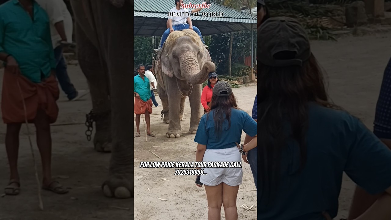 thekkady elephant safari in elephant camp #kerala #tourism #travel #elephantsafari #thekkady #shorts