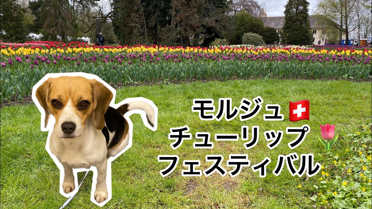 【ビーグル】ステラ　スイス🇨🇭 モルジュのチューリップフェスティバルに行ってきたよ！The Tulip Festival in Morges, SWITZERLAND