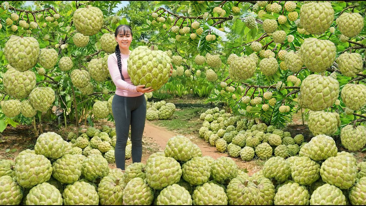 TEMILAPSE -- 288 Days Of Harvesting Custard Apples And Cucumbers For Sale At The Country Market