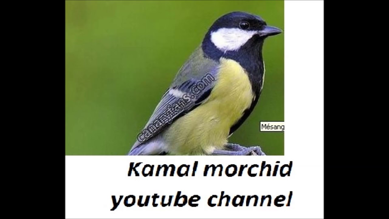طائر الحداد مع اروع تغاريده