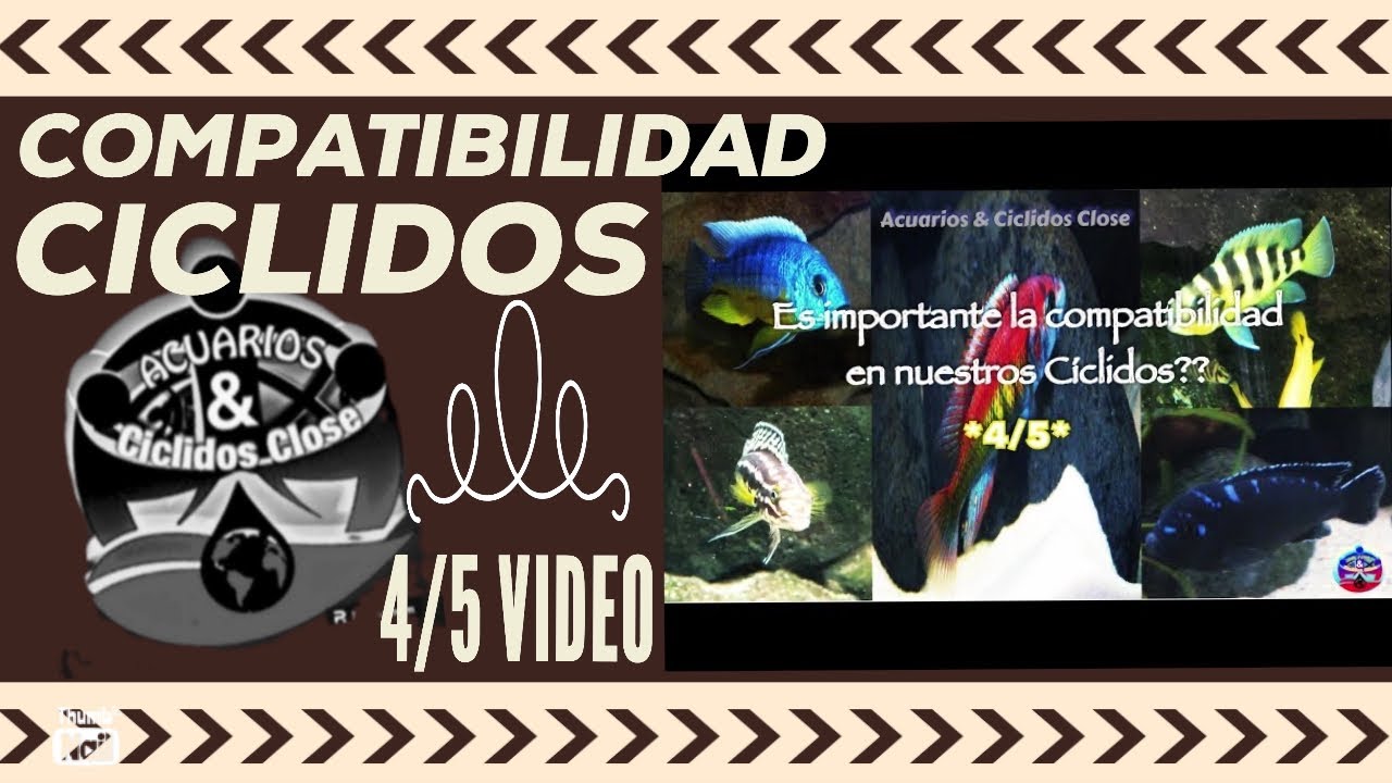 Compatibilidad Ciclidos 4/5.#acuariofilia #ciclidosafricanos #aquarium