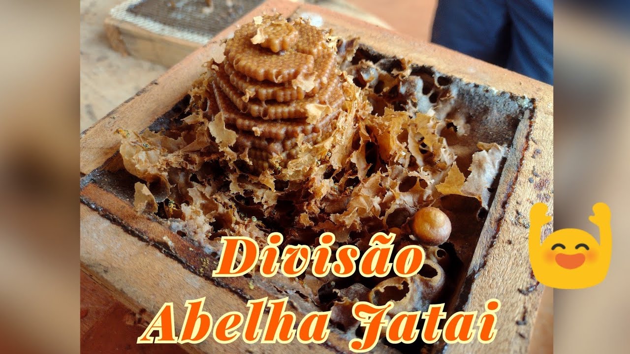 Divisão Abelha Jataí - enxame mega forte | Família Criativa