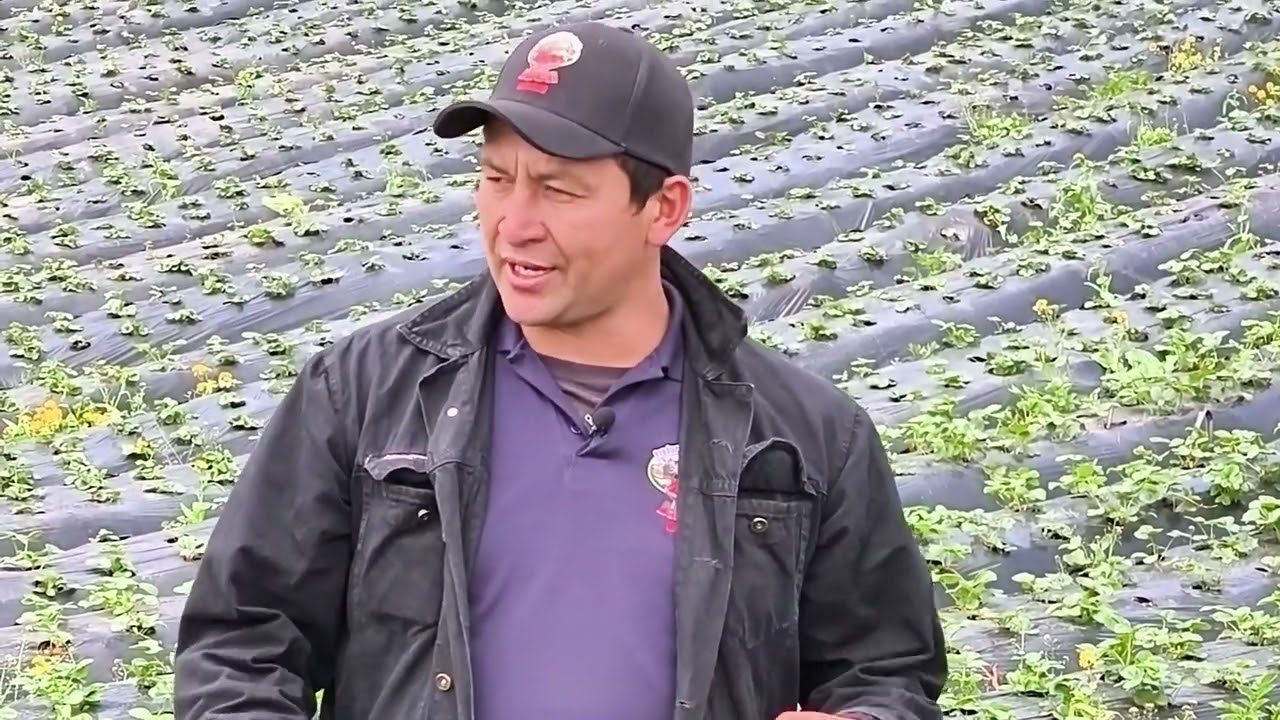 🎥 🍓Conoce Fresas J.Bell: Amor por la Tierra, Orgullo de Sibaté 🌄
