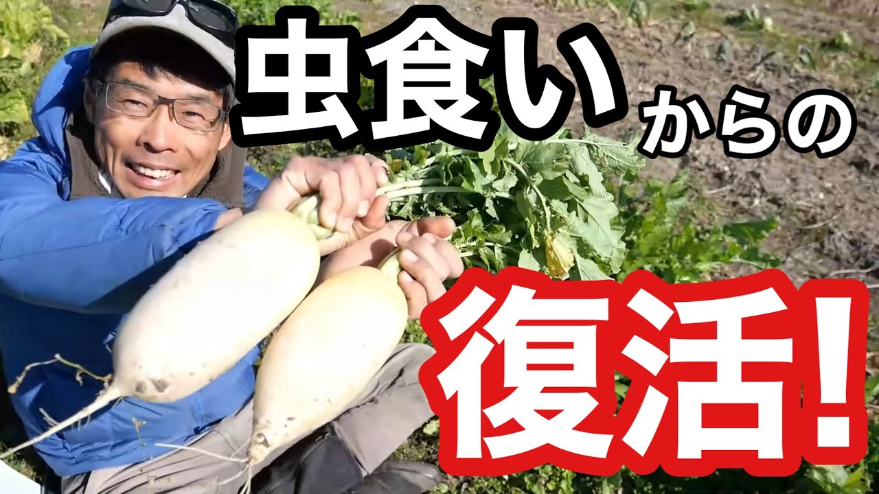 【自然農】虫食いを乗り越えたダイコンと虫に食われなかった大根《無農薬/無施肥/防虫ネット無し》