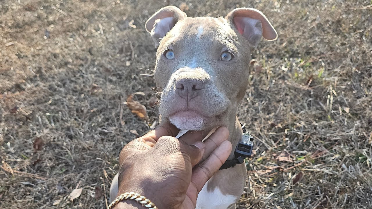 40-YEAR-OLD TRUCK DRIVER/FEEDING PIT PUPPY BREAKFAST 