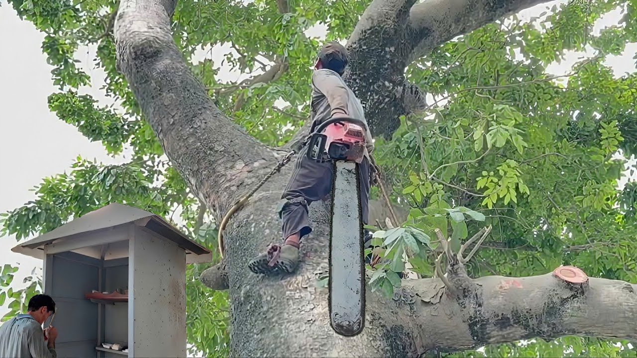 Cưa cây xà cừ siêu to , Gần miếu . Ở kiêng lương . Cưa cây kỷ thuật cao