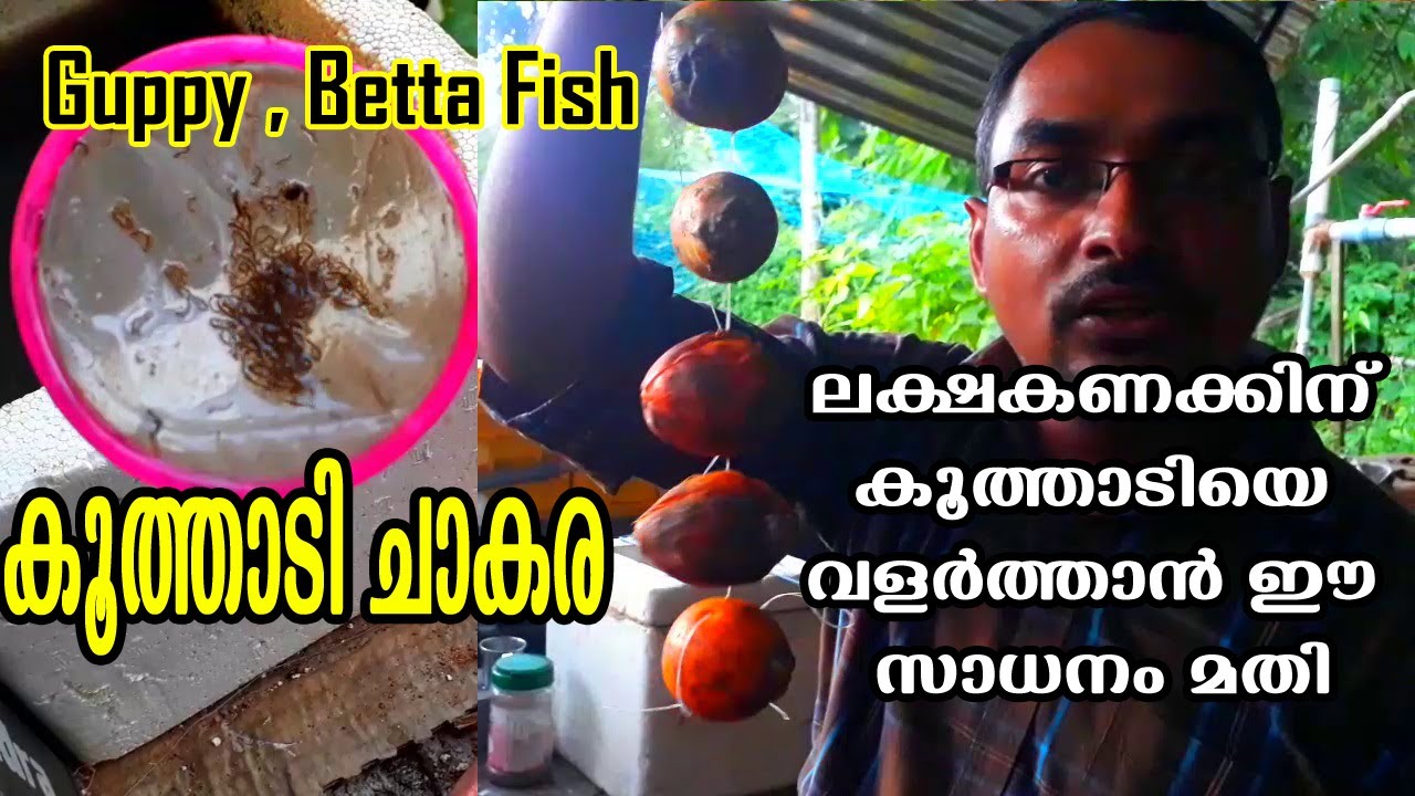 Mosquito Larva Culture  - ലക്ഷകണക്കിന് കൂത്താടിയെ വളർത്താൻ ഈ സാധനം മതി. കൂത്തടി ചാകര