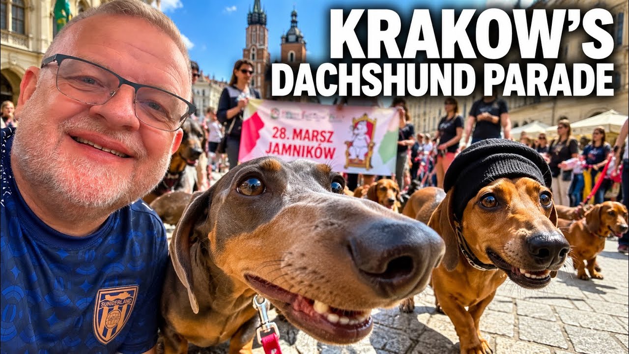 Najsłodsza parada w Krakowie! 🐶 | Setki jamnik&oacute;w opanowują miasto