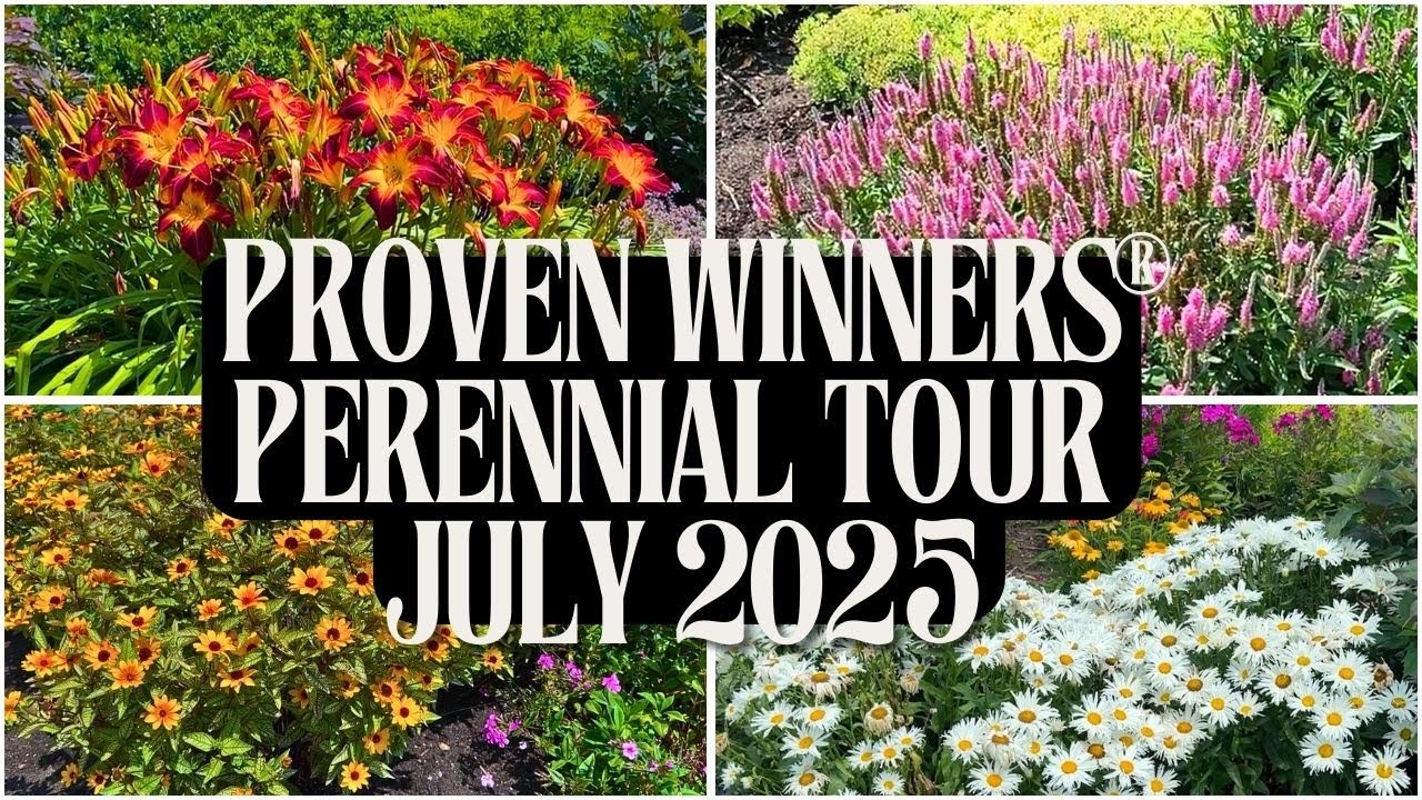 Proven Winners® Perennial Trial Bed Tour | July 2025