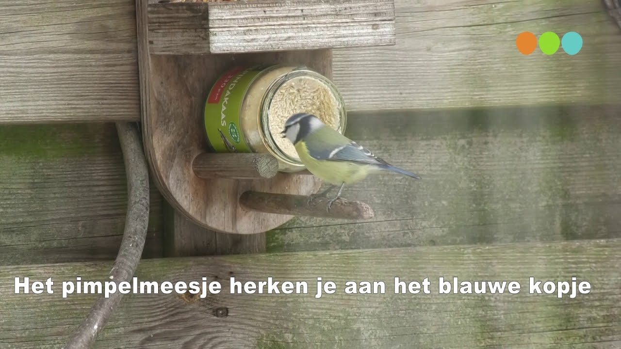 Vogels voeren in je eigen tuin
