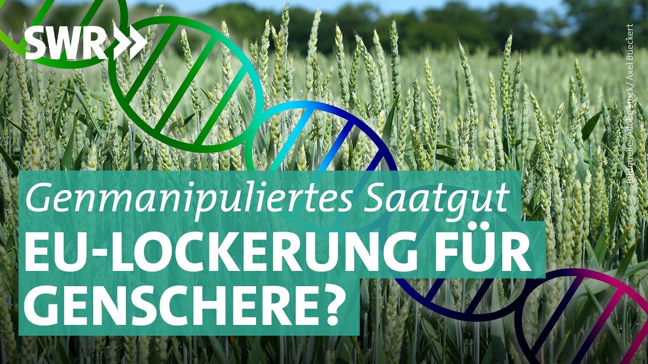 Genschere Crispr: EU will Gentechnik-Gesetze lockern | Plusminus SWR