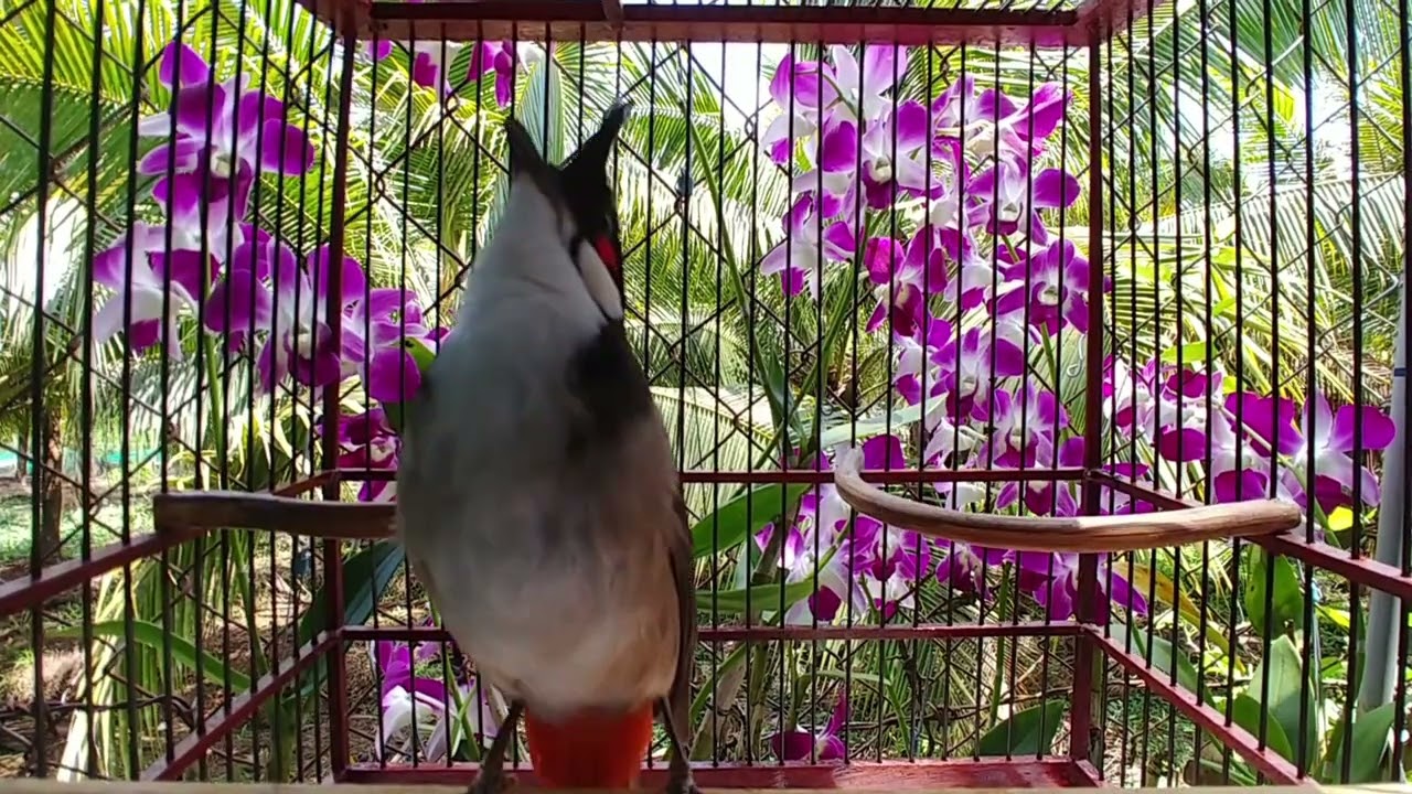 Chào mào hót mạnh mẽ, đầy lửa