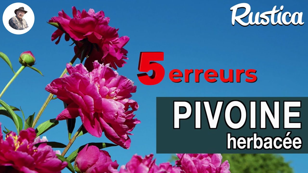 Faire refleurir la pivoine herbacée