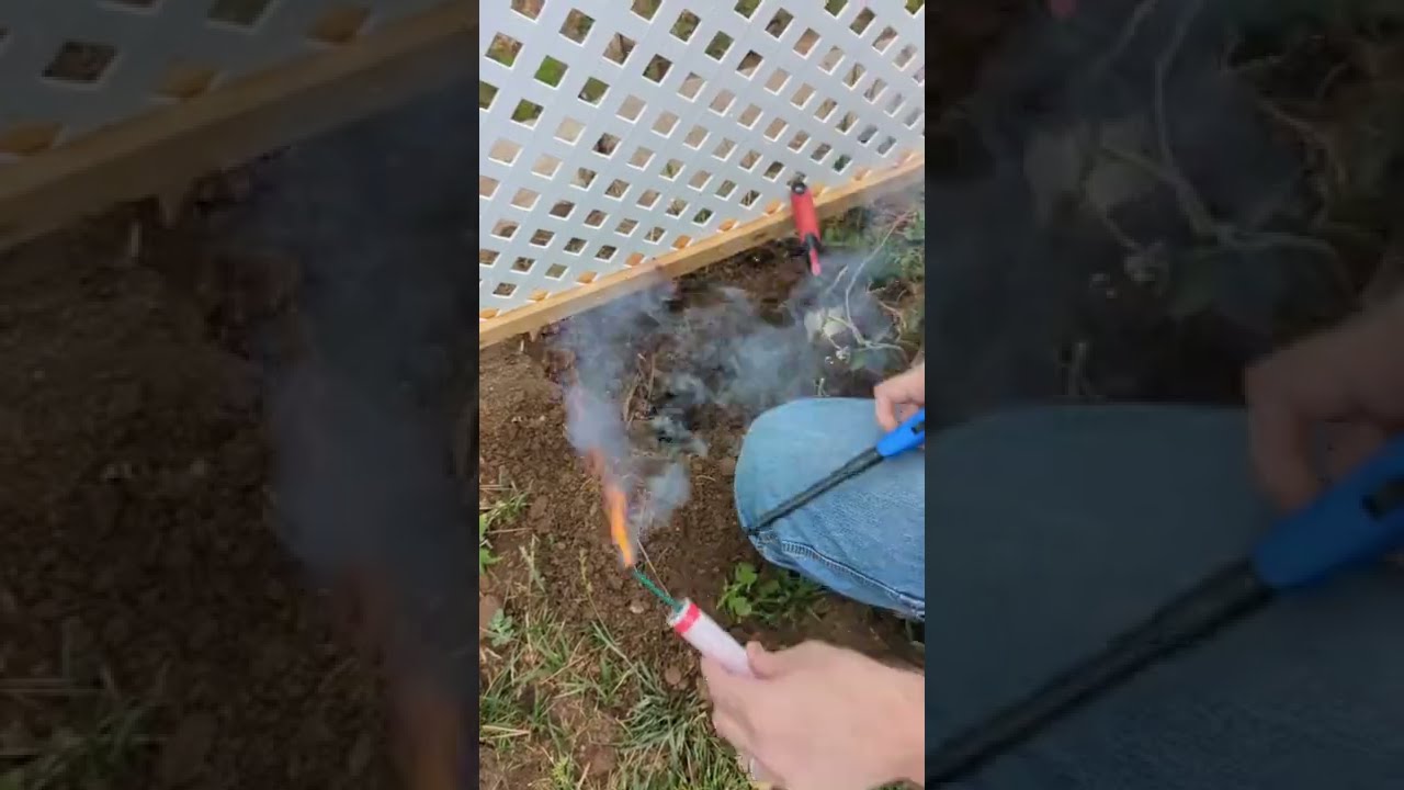How to get rid of gopher rats