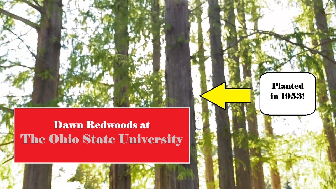 Towering dawn redwoods at The Ohio State University!