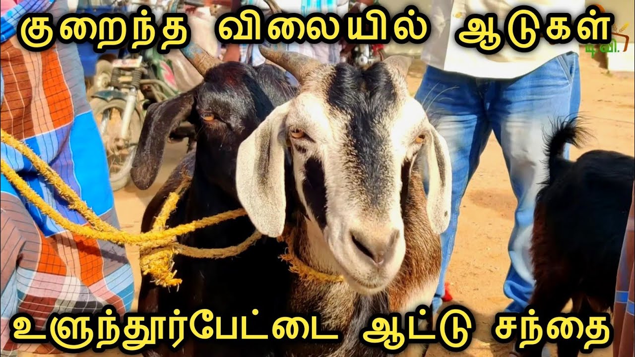 Aattu santhai | Goat market | ulundurpet Market | Uzhavan tv