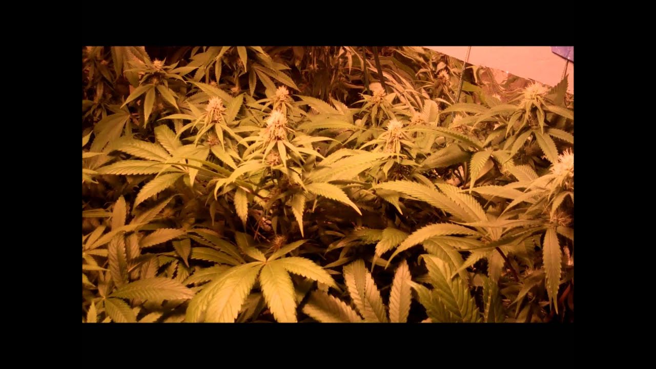 3 strain flower day 18