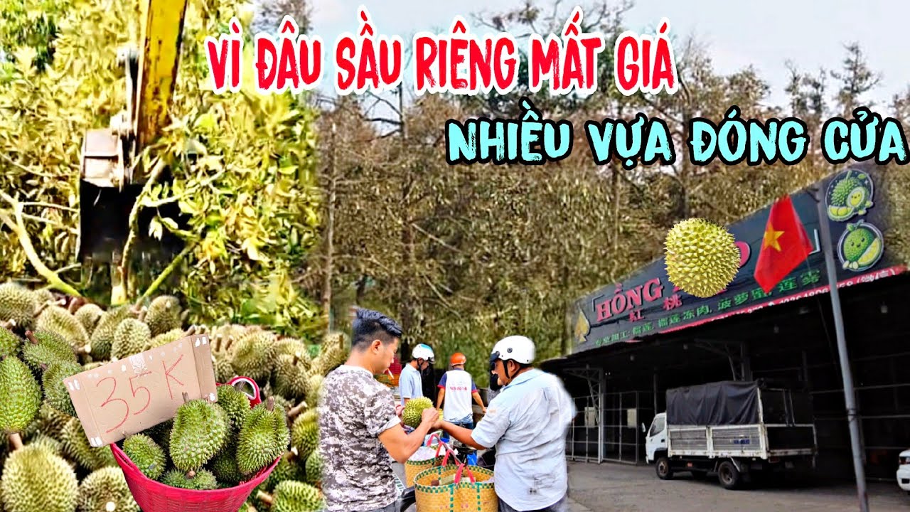 Vì Đâu Sầu Riêng Mất Giá - Nhiều Vựa Thu Mua Sầu Riêng Phải Đống Của, nông dân chuyển đổi cây trồng